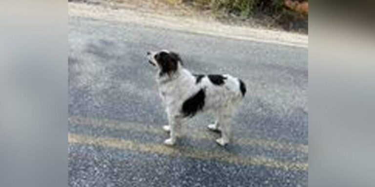 Hero dog