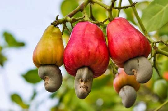 cashew-nuts-Mim-1