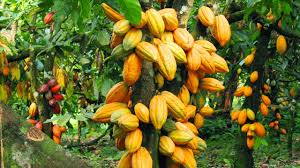 cocoa