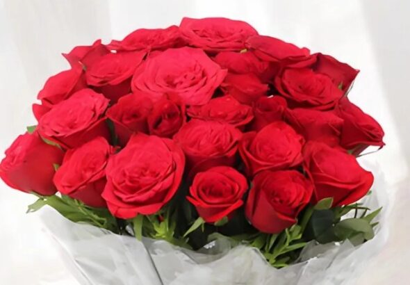 ROSE 22
